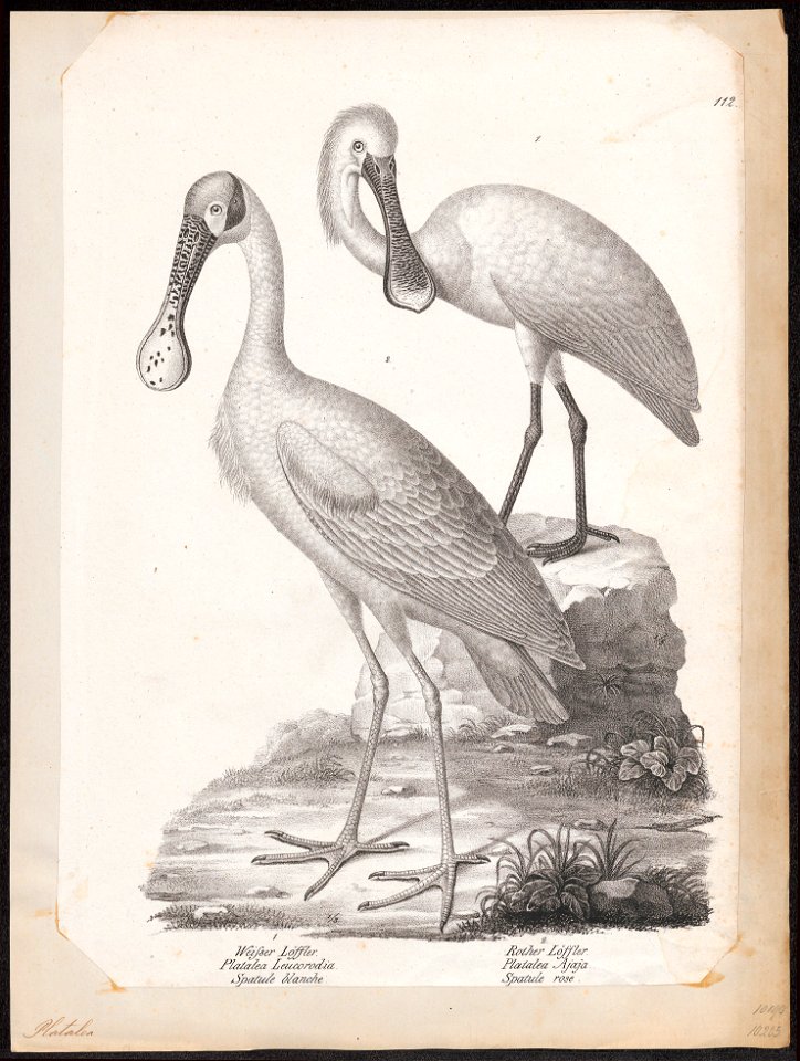 Platalea leucorodia - 1809-1845 - Print - Iconographia Zoologica - Special Collections University of Amsterdam - UBA01 IZ17600075