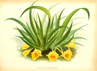 Plectrophora triquetra