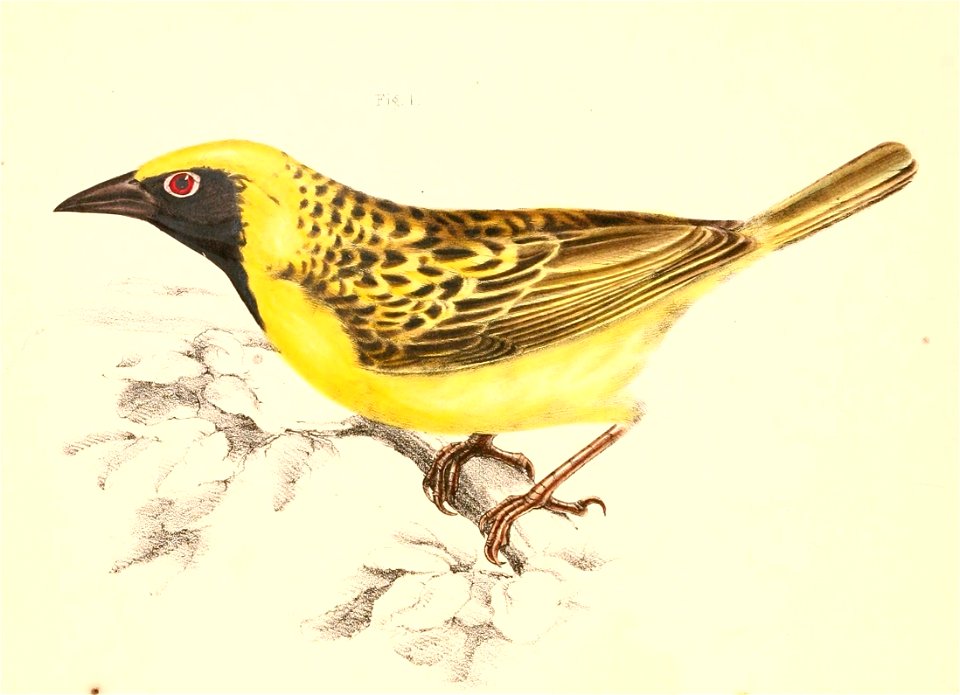 Ploceus cucullatus spilonotus male 1838