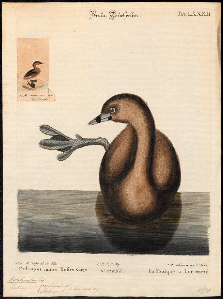Podilymbus podiceps - 1700-1880 - Print - Iconographia Zoologica - Special Collections University of Amsterdam - UBA01 IZ17800117