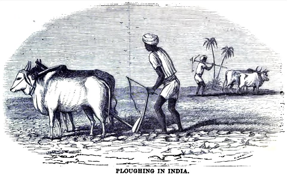 Ploughing in India (February 1857, Richard G Hodson, XIV, p.12) - Copy