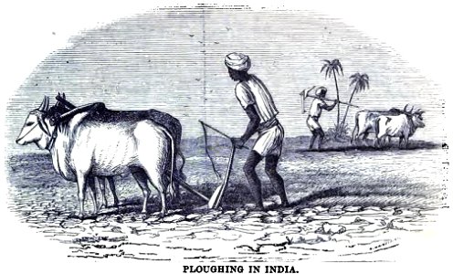 Ploughing in India (February 1857, Richard G Hodson, XIV, p.12) - Copy