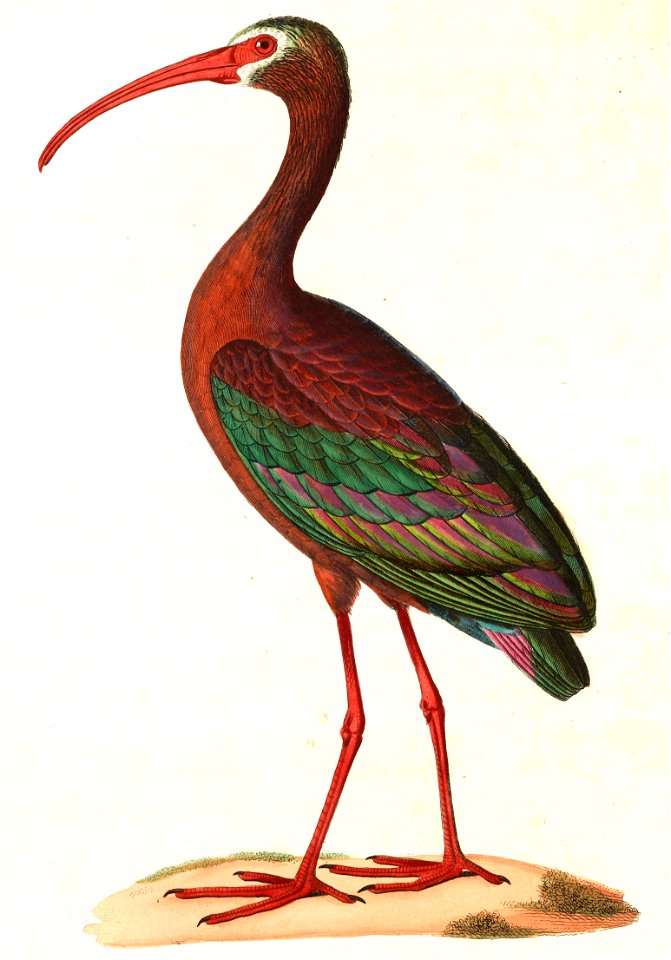 Plegadis chihi 1838