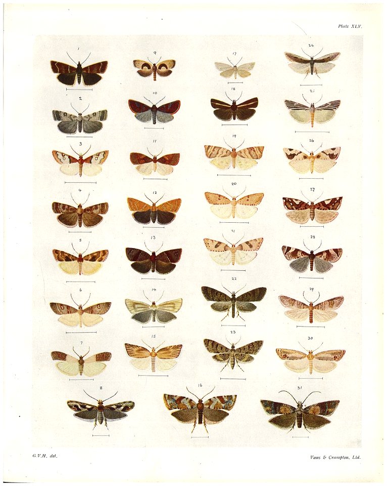 Plate XLV The butterflies & moths of New Zealand