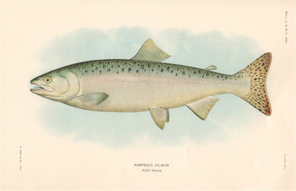 PlateXXV-Humpback Salmon Adult Female