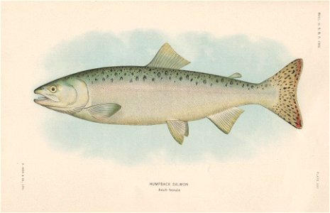 PlateXXV-Humpback Salmon Adult Female