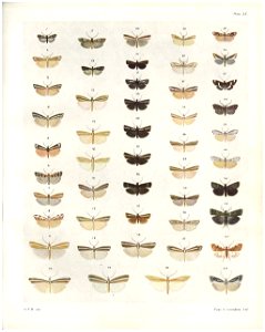 Plate XX The butterflies & moths of New Zealand
