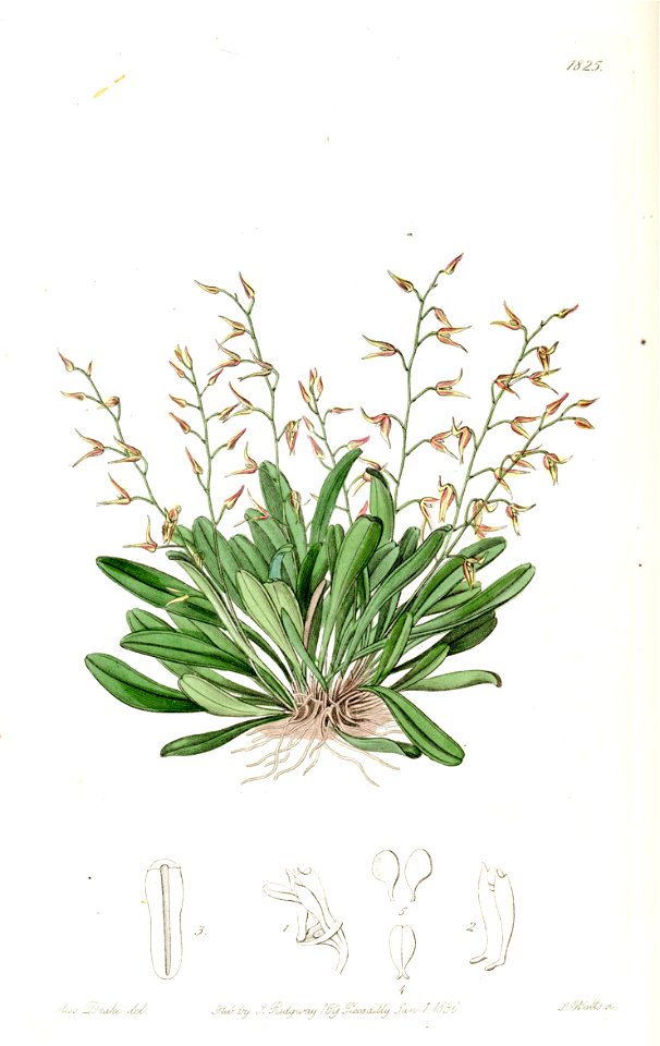 Pleurothallis picta-Edwards vol 21 pl 1825 (1836)