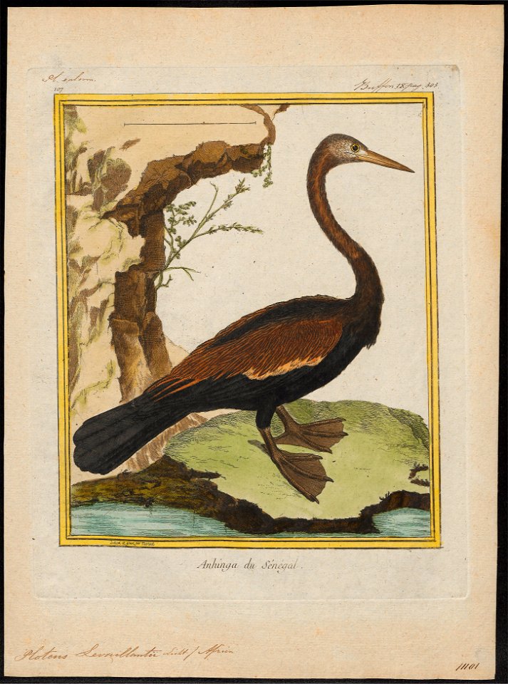 Plotus levaillantii - 1700-1880 - Print - Iconographia Zoologica - Special Collections University of Amsterdam - UBA01 IZ18000031