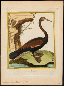 Plotus levaillantii - 1700-1880 - Print - Iconographia Zoologica - Special Collections University of Amsterdam - UBA01 IZ18000031