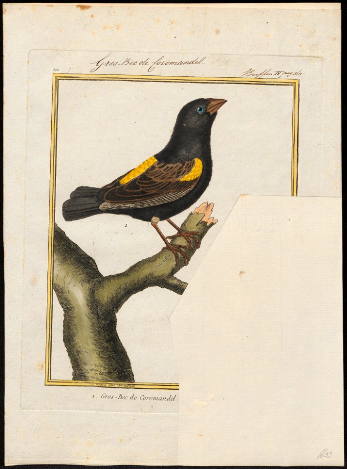 Ploceus capensis - 1700-1880 - Print - Iconographia Zoologica - Special Collections University of Amsterdam - UBA01 IZ15900075
