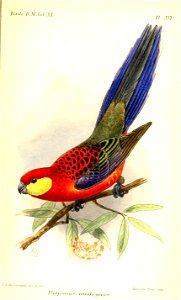 PlatycercusXanthogenysKeulemans
