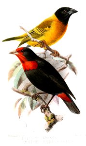 PloceusMalimbusKeulemans