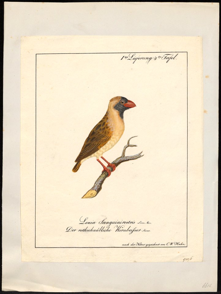 Ploceus sanguinirostris - 1700-1880 - Print - Iconographia Zoologica - Special Collections University of Amsterdam - UBA01 IZ15900057