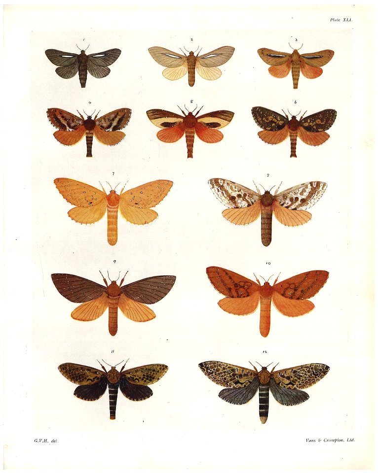 Plate XLI The butterflies & moths of New Zealand
