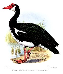 PlectropterusGambensisMDavies