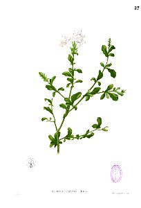 Plumbago auriculata Blanco1.27