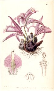 Pleione praecox (as Coelogyne wallichiana) - Edwards vol 26 (NS 3) pl 24 (1840)