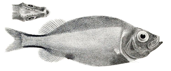 Platytroctes apus1