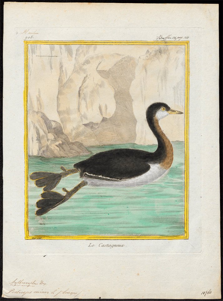 Podiceps minor - 1700-1880 - Print - Iconographia Zoologica - Special Collections University of Amsterdam - UBA01 IZ17800105