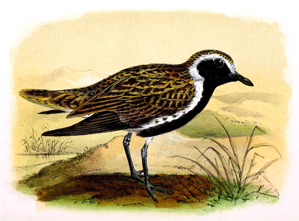 Pluvialis apricaria 1873