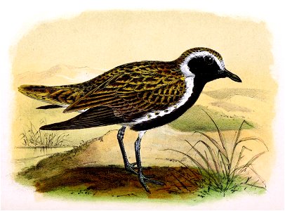 Pluvialis apricaria 1873. Free illustration for personal and commercial use.