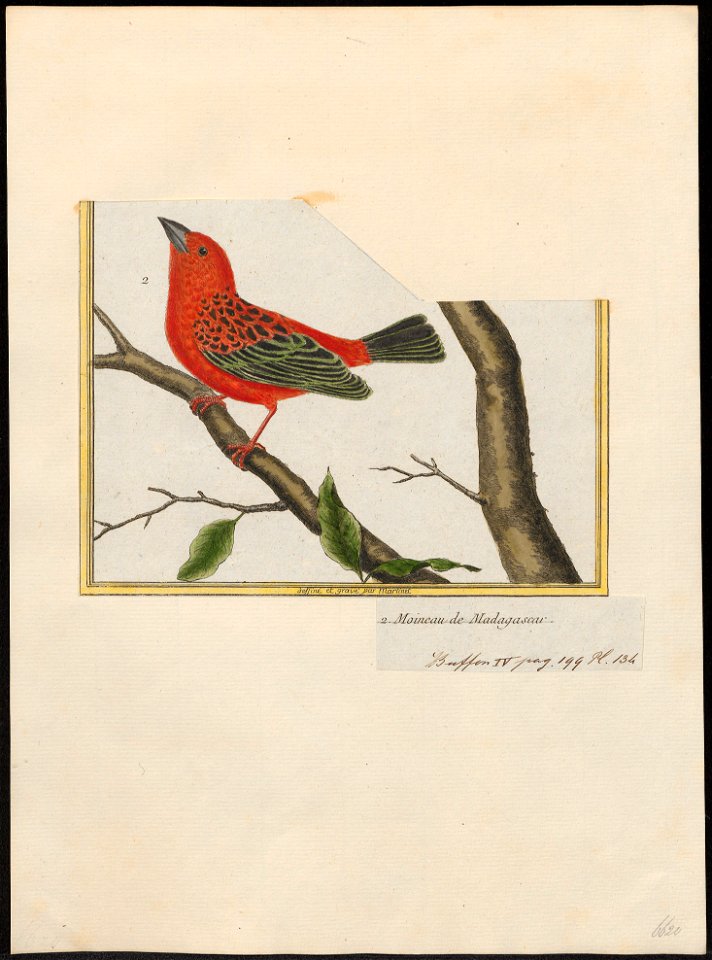 Ploceus madagascariensis - 1700-1880 - Print - Iconographia Zoologica - Special Collections University of Amsterdam - UBA01 IZ15900063