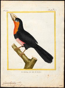 Pogonorhynchus dubius - 1700-1880 - Print - Iconographia Zoologica - Special Collections University of Amsterdam - UBA01 IZ18800001