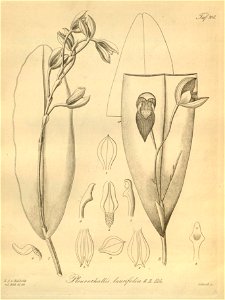 Pleurothallis ruscifolia (as Pleurothallis laurifolia) - Xenia 2 pl 108. Free illustration for personal and commercial use.