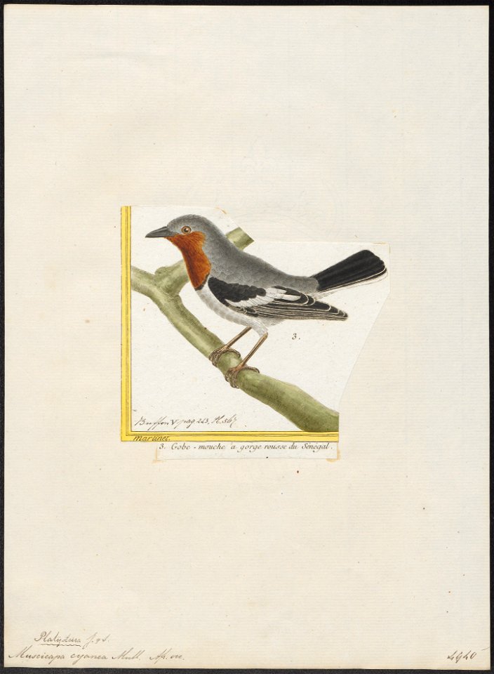 Platysteira cyanea - 1700-1880 - Print - Iconographia Zoologica - Special Collections University of Amsterdam - UBA01 IZ16500107
