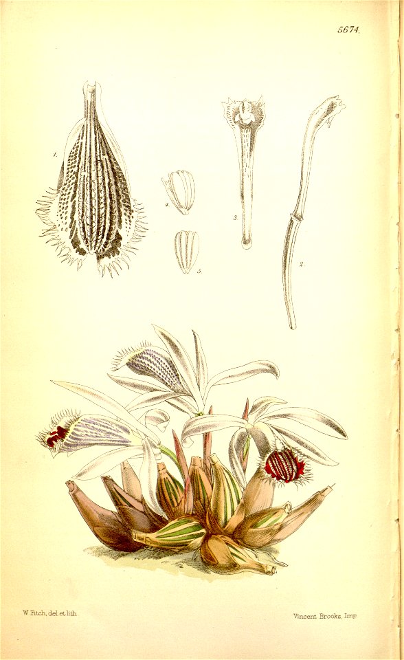 Pleione humilis (as Coelogyne humilis) - Curtis' 93 (Ser. 3 no. 23) pl. 5674 (1867)