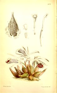 Pleione humilis (as Coelogyne humilis) - Curtis' 93 (Ser. 3 no. 23) pl. 5674 (1867)