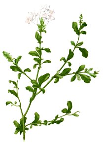 Plumbago auriculata Blanco1.27-cropped