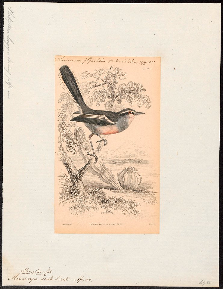 Platysteira scita - 1838 - Print - Iconographia Zoologica - Special Collections University of Amsterdam - UBA01 IZ16500097