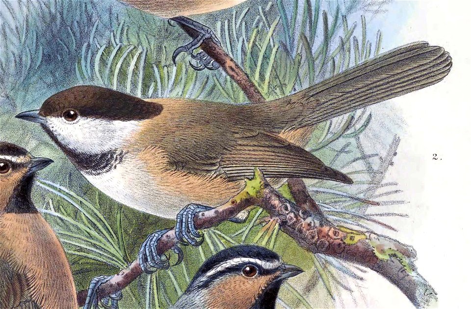 Poecile montanus affinis 1889