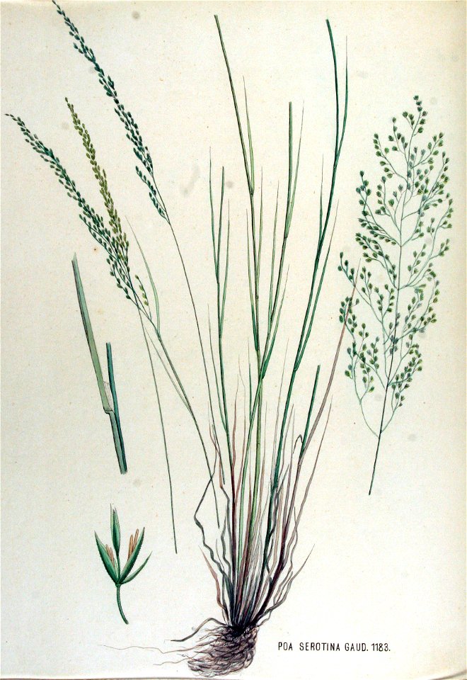 Poa serotina — Flora Batava — Volume v15