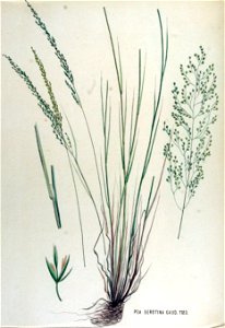 Poa serotina — Flora Batava — Volume v15