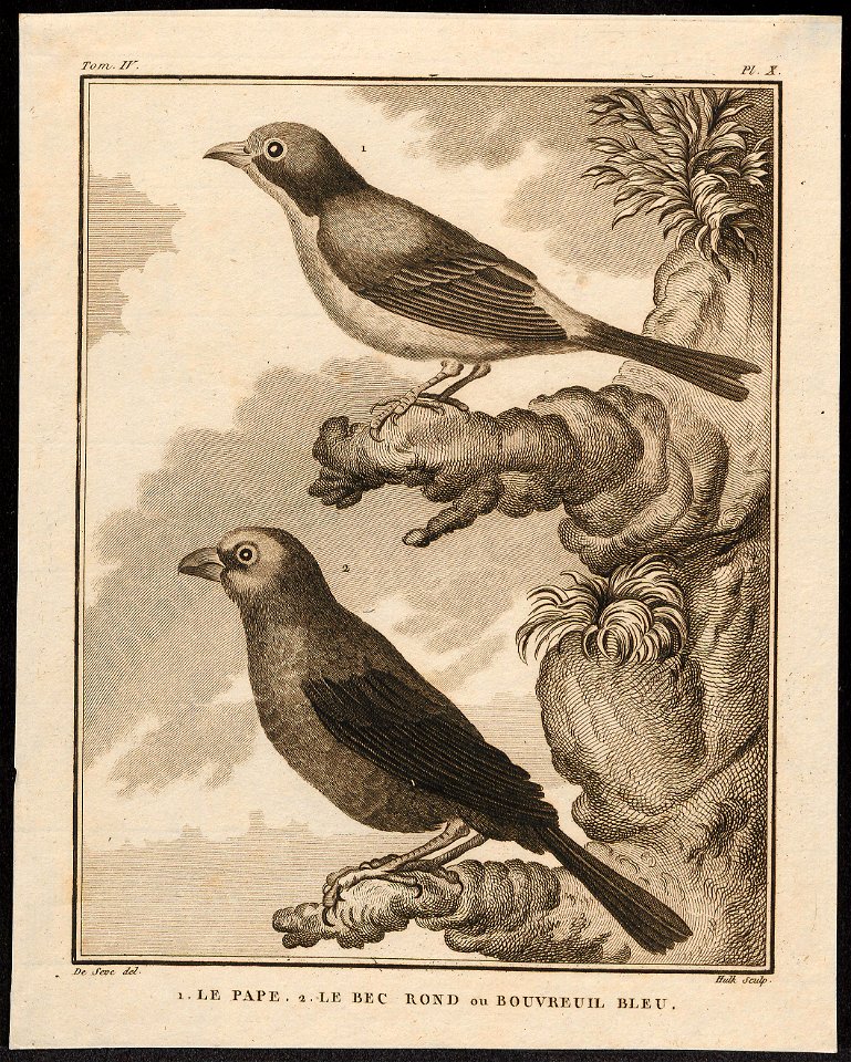 Ploceus spec. - 1700-1880 - Print - Iconographia Zoologica - Special Collections University of Amsterdam - UBA01 IZ15900003