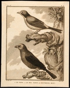 Ploceus spec. - 1700-1880 - Print - Iconographia Zoologica - Special Collections University of Amsterdam - UBA01 IZ15900003