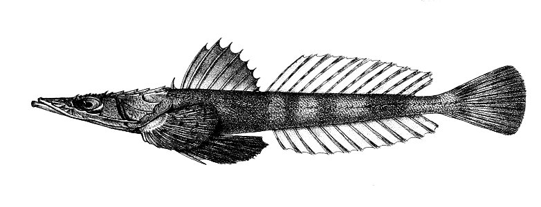 Platycephalus scaber Ford 60. Free illustration for personal and commercial use.