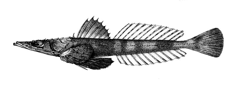 Platycephalus scaber Ford 60