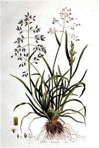 Poa annua — Flora Batava — Volume v1