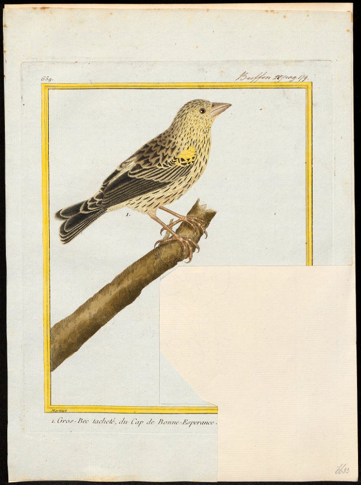 Ploceus capensis - 1700-1880 - Print - Iconographia Zoologica - Special Collections University of Amsterdam - UBA01 IZ15900077