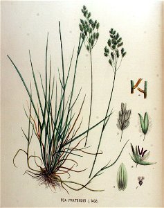 Poa pratensis — Flora Batava — Volume v18