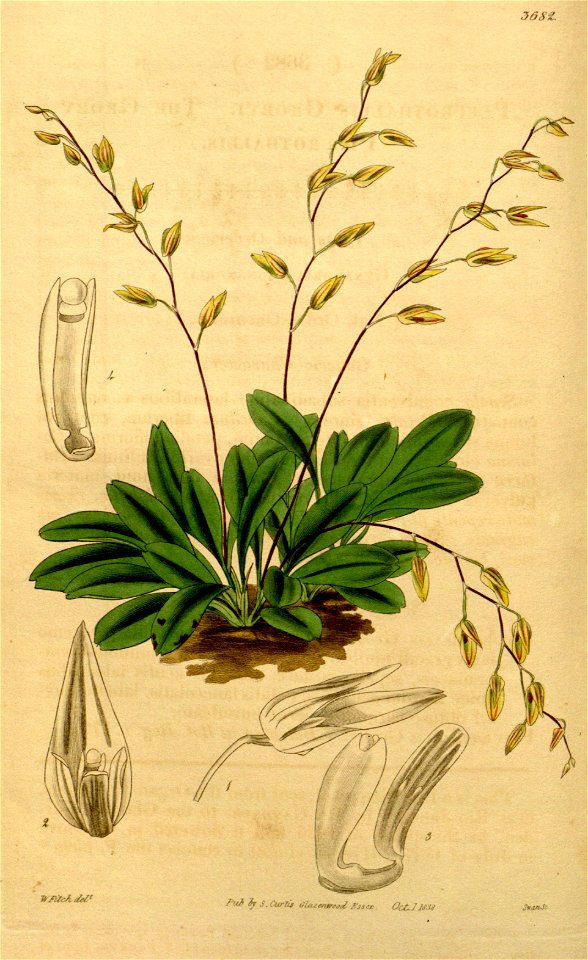 Pleurothallis grobyi