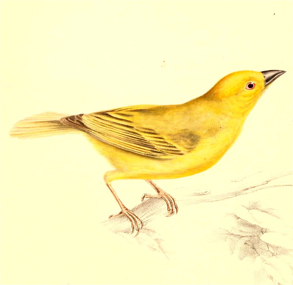 Ploceus subaureus subaureus 1838