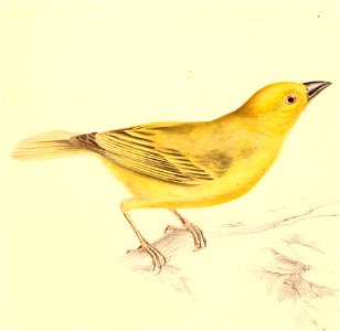 Ploceus subaureus subaureus 1838. Free illustration for personal and commercial use.