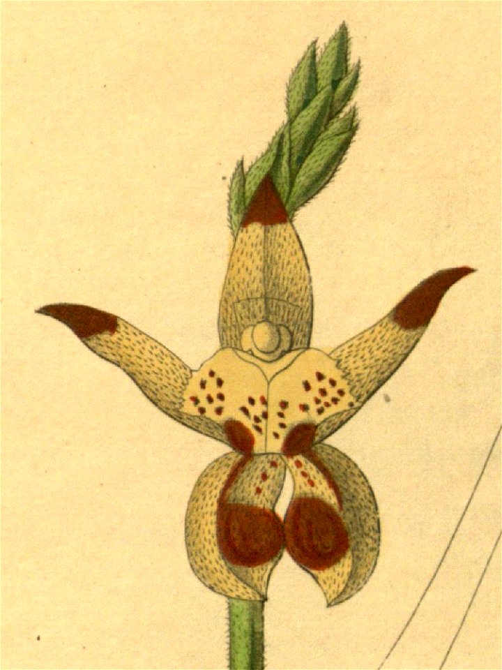 Plocoglottis lowii (cropped)
