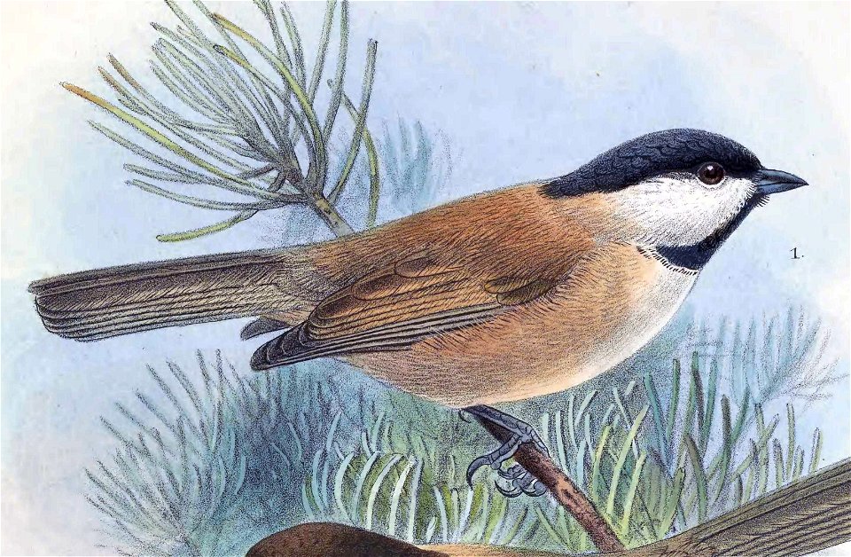 Poecile montanus songarus 1889
