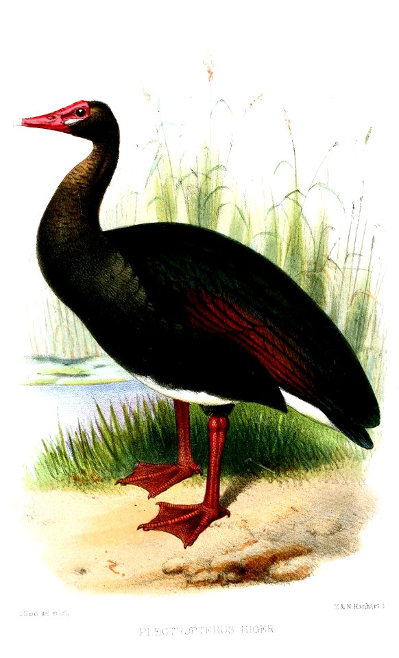 PlectropterusNigerSmit